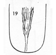 Die Zungen-Topographie der Verdauungsorgane
