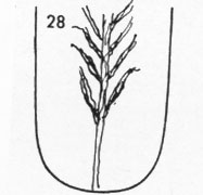 Die Zungen-Topographie der Verdauungsorgane