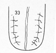 Die Zungen-Topographie der Verdauungsorgane