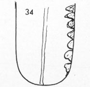 Die Zungen-Topographie der Verdauungsorgane