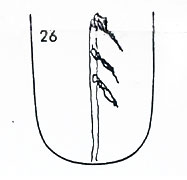 Die Zungen-Topographie der Verdauungsorgane