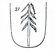 Die Zungen-Topographie der Verdauungsorgane