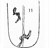 Die Zungen-Topographie der Verdauungsorgane