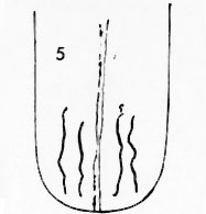 Die Zungen-Topographie der Verdauungsorgane