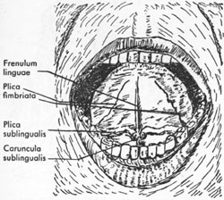Untere Zungenansicht