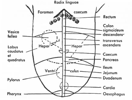 Die Zungen-Topographie der Verdauungsorgane