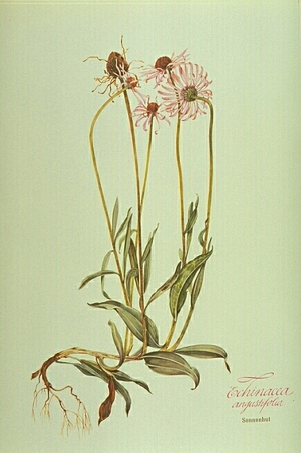 Echinacea Angustifolia