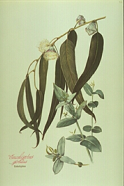 Eucalyptus globulus
