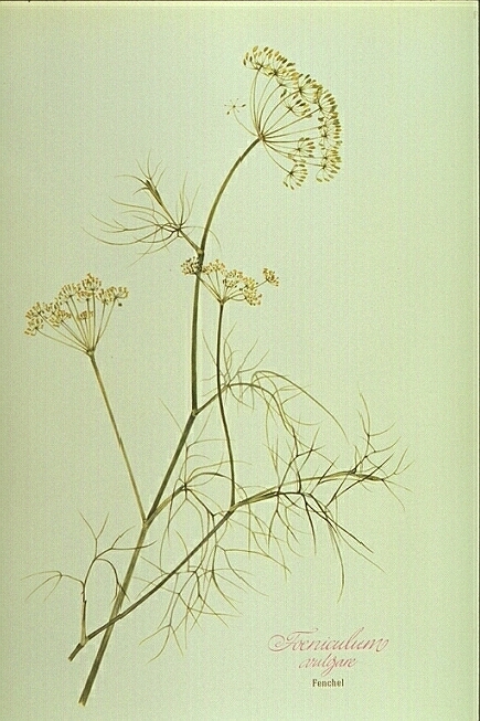 Foeniculum vulgare