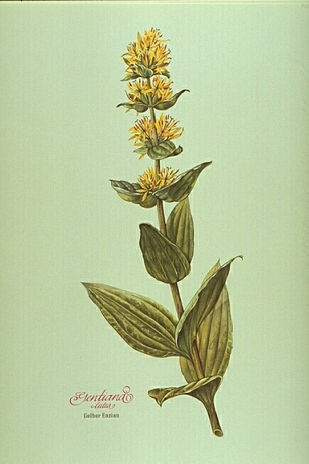 Gentiana Lutea