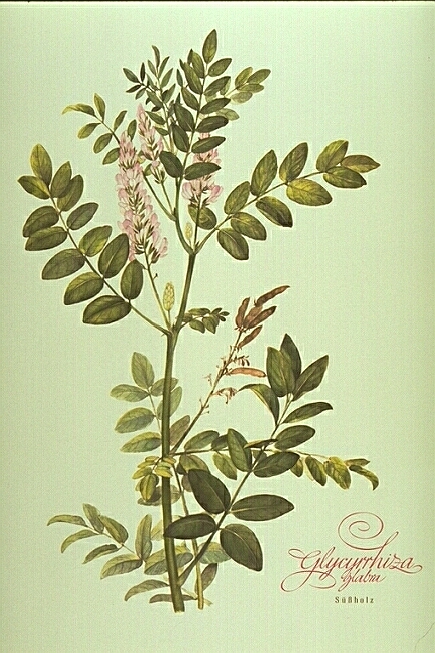 Glycirrhiza Glabra