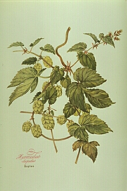 Humulus Lupulus