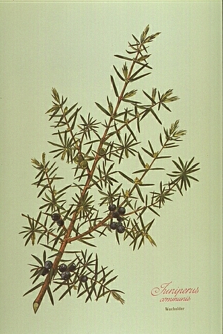 Juniperus Communis