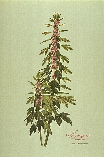 Leonurus Cardiaca