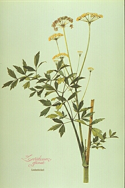 Liebstöckel