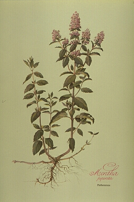Mentha Piperita