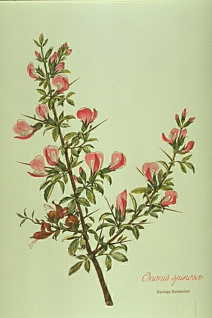 Ononis Spinosa