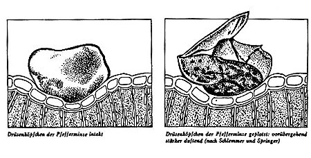 Pfefferminz Drüsenköpfchen
