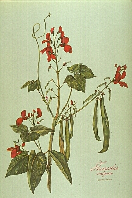 Phaseolus vulgaris