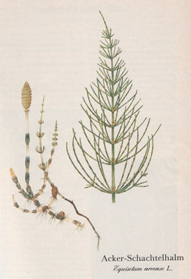 Acker-Schachtelhalm (Equisetum arvense L.)