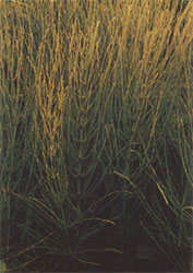 Phytotherapeutische Welt - 1983