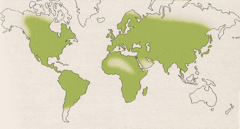 Phytotherapeutische Welt - 1983