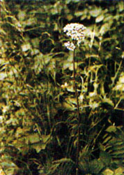 Phytotherapeutische Welt - 1983