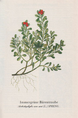 Immergrüne Bärentraube (Ardostaphylos uva ursi (L.) SPRENG.)
