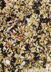 Phytotherapeutische Welt - 1983