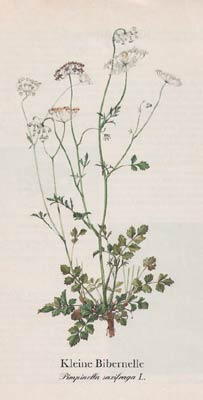 Kleine Bibernelle (Pimpinella saxifraga L.)