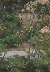 Phytotherapeutische Welt - 1983