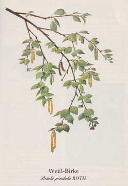 Weiß-Birke (Betula pendula ROTH)