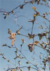 Phytotherapeutische Welt - 1983