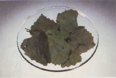 Phytotherapeutische Welt - 1983