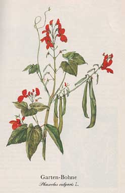 Garten-Bohne (Phaseolus vulgaris L.)