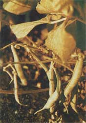 Phytotherapeutische Welt - 1983