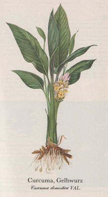 Curcuma, Gelbwurz (Curcuma domestica VAL.)