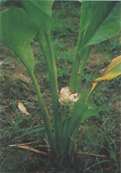 Phytotherapeutische Welt - 1983