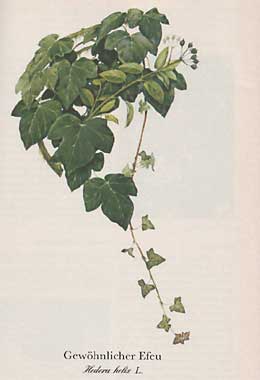 Gewöhnlicher Efeu (Hedera helix L.)