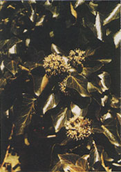 Phytotherapeutische Welt - 1983