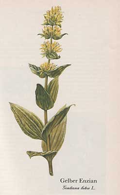 Gelber Enzian (Gentiana lutea L.)