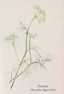 Fenchel (Foeniculum vulgare MILL.)