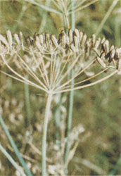 Phytotherapeutische Welt - 1983