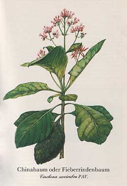 Chinabaum oder Fieberrindenbaum (Cinchona succirubra PA V.)