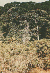 Phytotherapeutische Welt - 1983