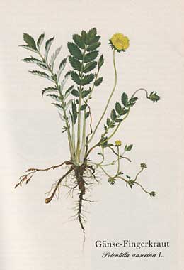 Gänse-Fingerkraut (Potentilla anserina L.)