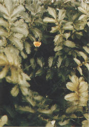 Phytotherapeutische Welt - 1983