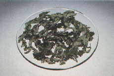 Phytotherapeutische Welt - 1983
