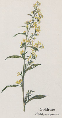 Goldrute (Solidago virgaurea)