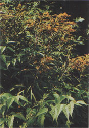 Phytotherapeutische Welt - 1983